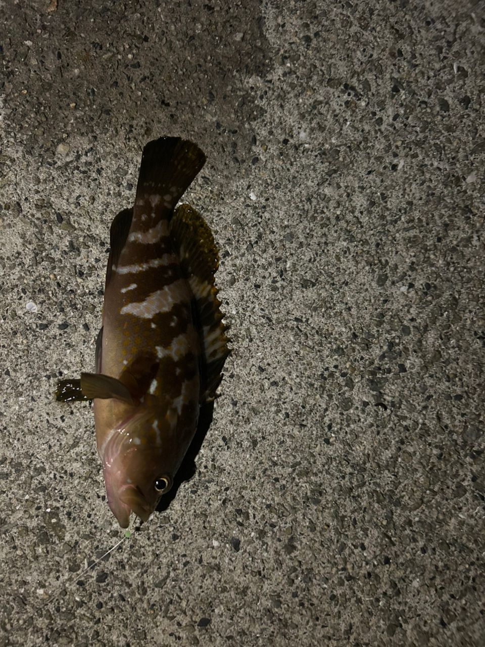 チヌ