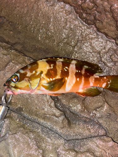 アカハタの釣果