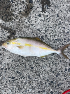 ネリゴの釣果