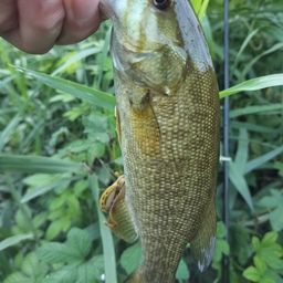 スモールマウスバス