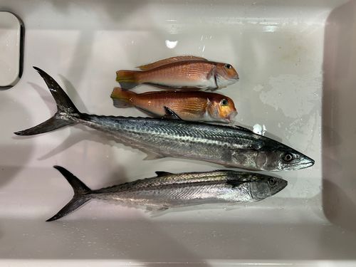 アカアマダイの釣果