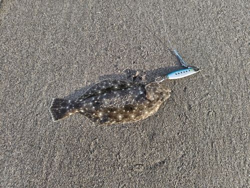 ソゲの釣果