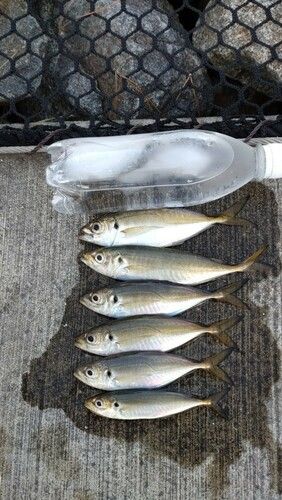 アジの釣果