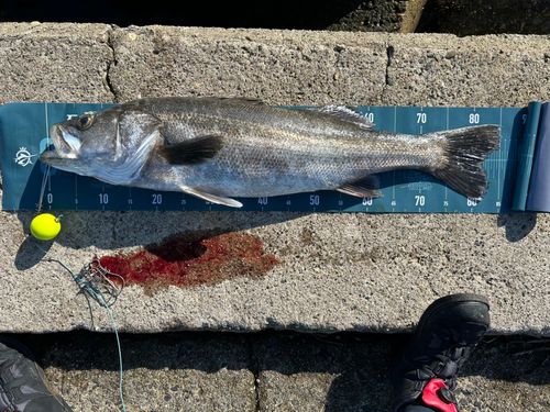 スズキの釣果
