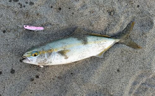 ワカシの釣果
