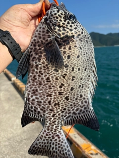 イシガキダイの釣果