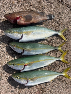 コゾクラの釣果