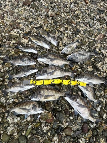クロダイの釣果