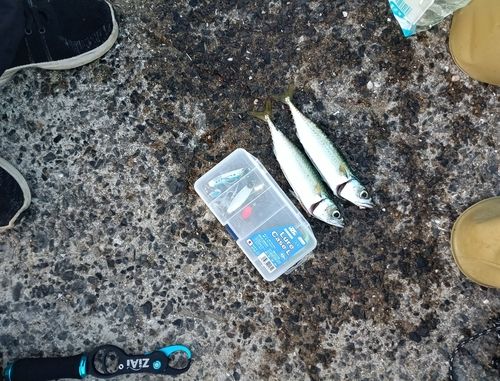 サバの釣果