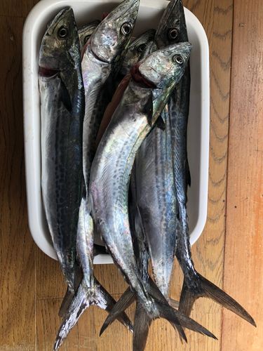 サゴシの釣果