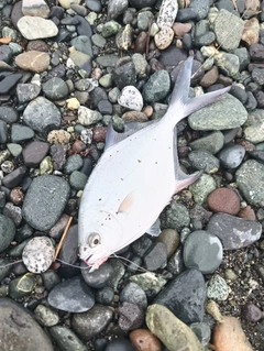 ギンガメアジの釣果
