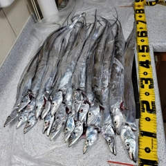 タチウオの釣果