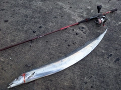 タチウオの釣果