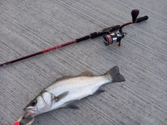 ヒラスズキの釣果