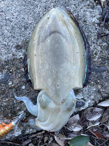 コウイカの釣果