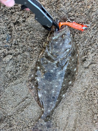 ヒラメの釣果