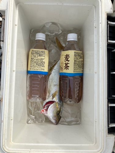 田原サーフ