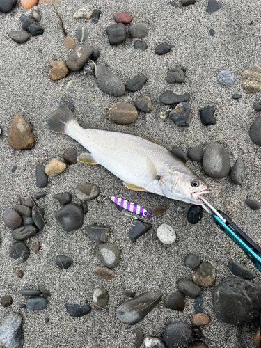 ニベの釣果