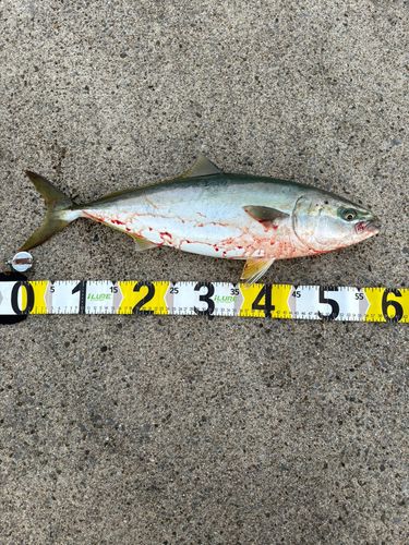 イナダの釣果