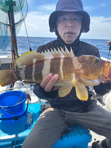 アオハタの釣果