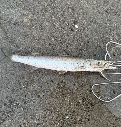 カマスの釣果