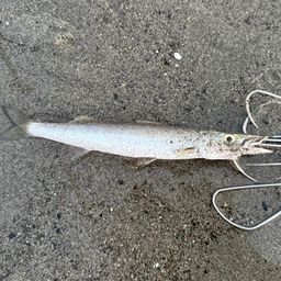 カマス