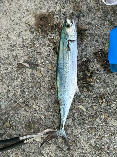 サゴシの釣果