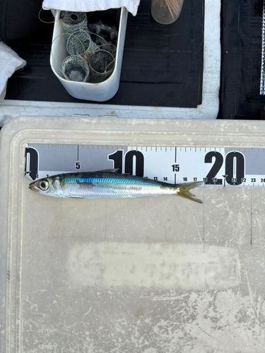 ウルメイワシの釣果