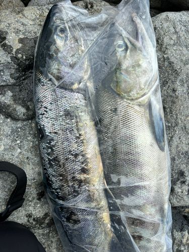 サケの釣果