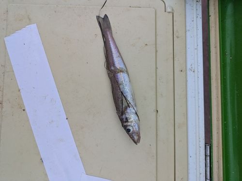 キスの釣果
