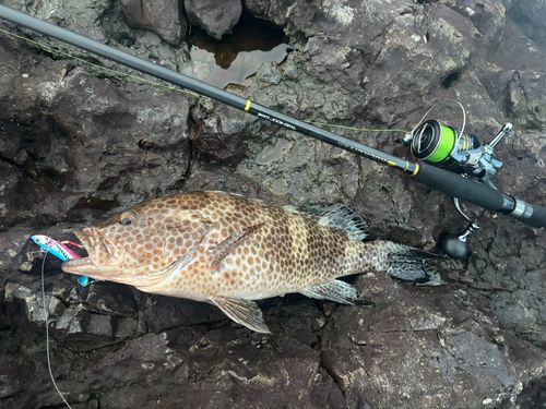 オオモンハタの釣果