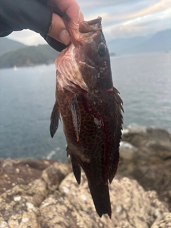 オオモンハタの釣果