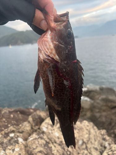オオモンハタの釣果