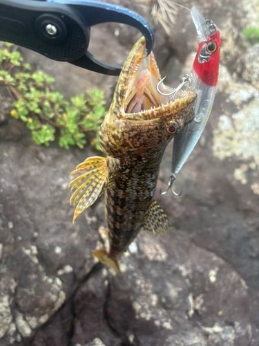 アカエソの釣果