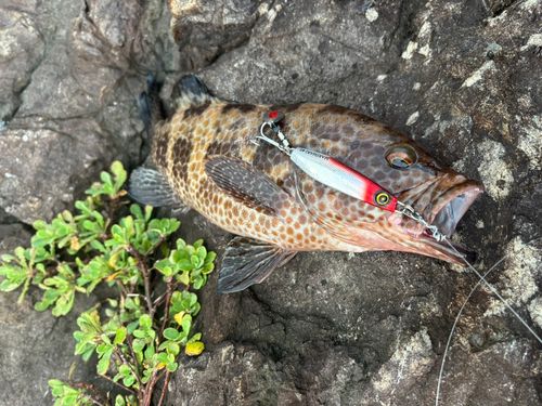 オオモンハタの釣果