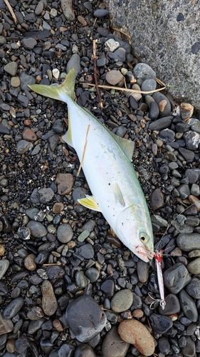 ワカシの釣果