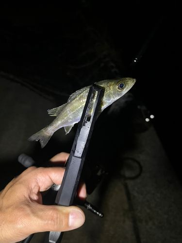 知多湾