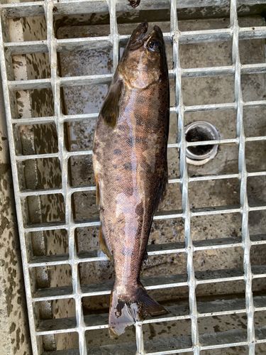 ヤマメの釣果