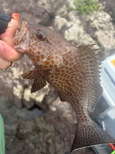 オオモンハタの釣果