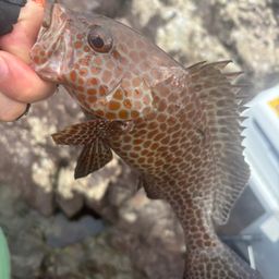 オオモンハタ