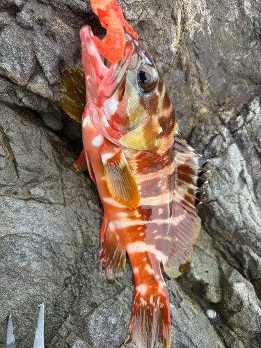 アカハタの釣果