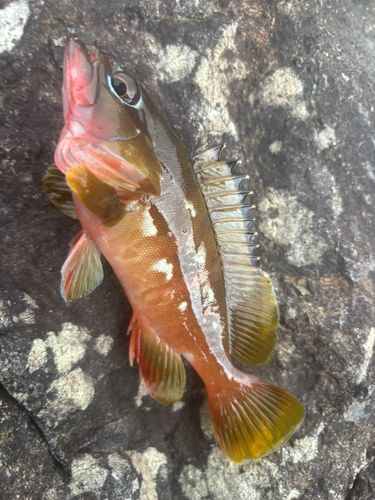 アカハタの釣果