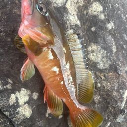 アカハタ