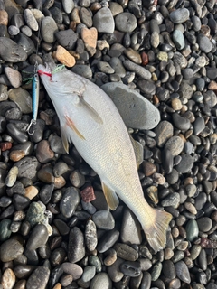 ニベの釣果