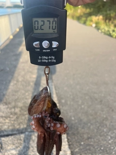 タコの釣果