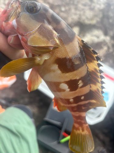 アカハタの釣果