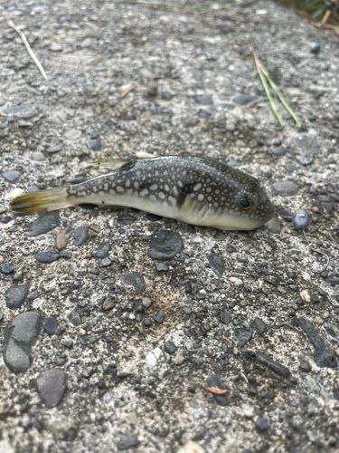 フグの釣果