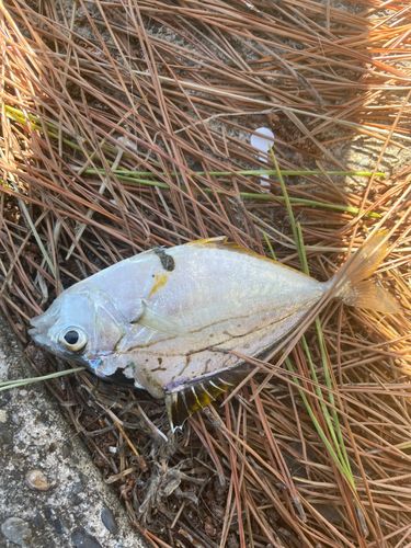 表浜名湖