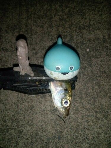マアジの釣果