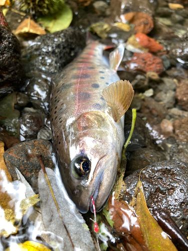 ヤマメの釣果